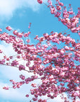 Papier Peint Nature - Ciel Bleu Et Branches De Cerisiers En Fleurs