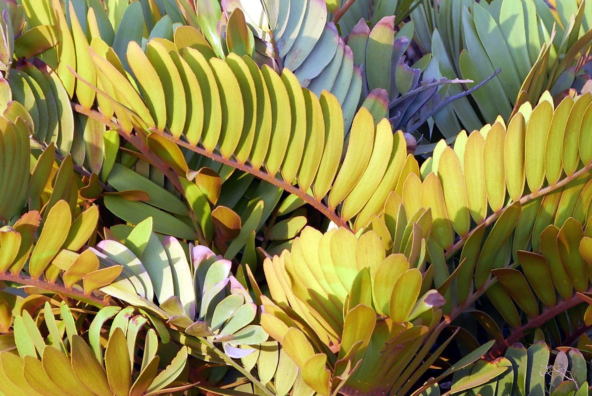 Papier Peint Design - Feuillage Vert Tropical