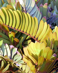 Papier Peint Design - Feuillage Vert Tropical