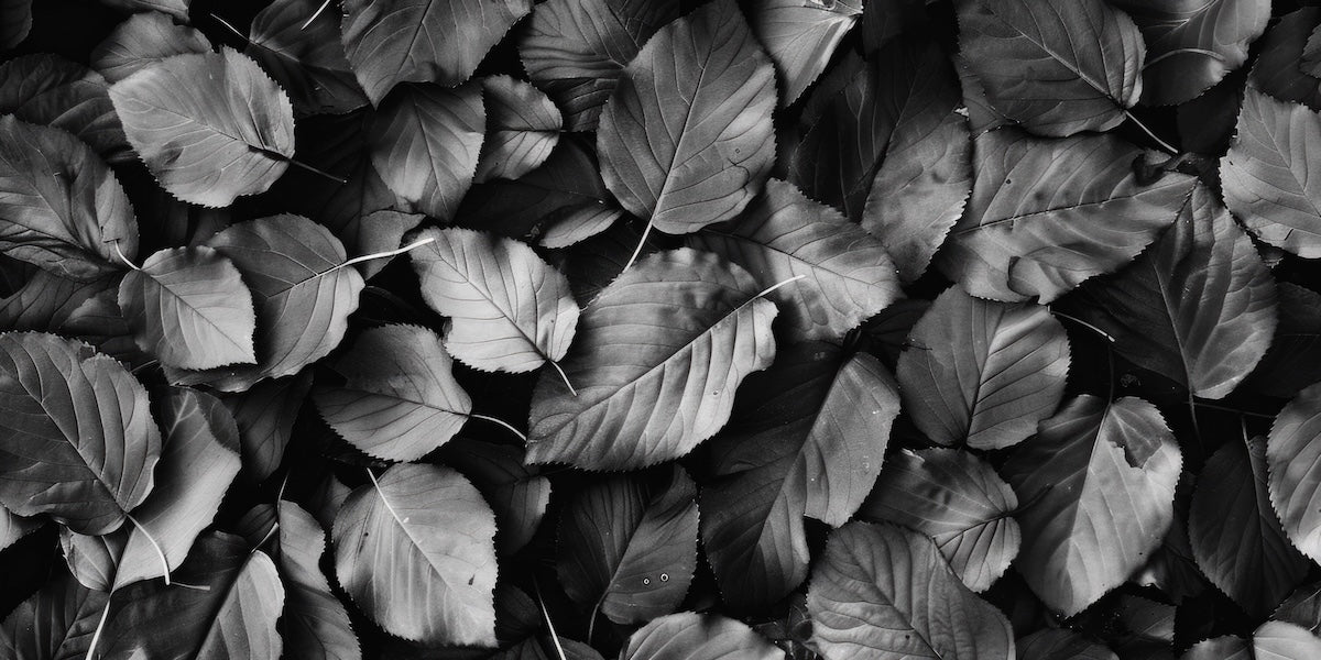 Papier peint nature - feuilles de forêt en noir et blanc