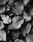 Papier peint nature - feuilles de forêt en noir et blanc
