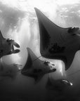 Papier peint animaux - raies manta en noir et blanc