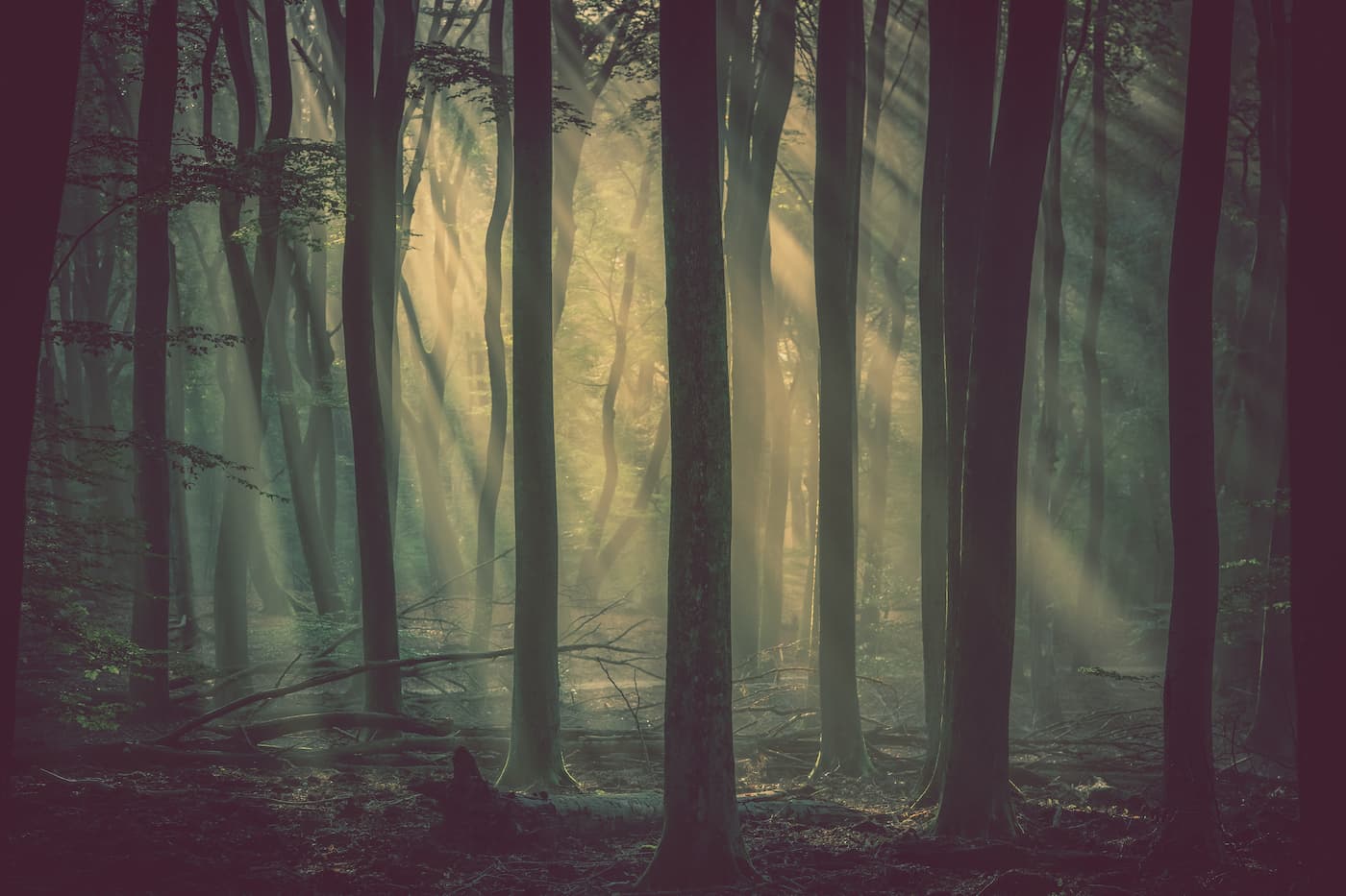 Forest Wallpaper - Mystical Rays