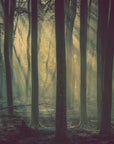 Papier Peint Forêt - Rayons Mystiques