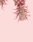 Papier peint nature - ananas roses suspendus fond crème