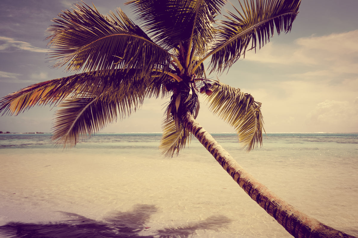 Strand-Tapete - Solitäre Palme