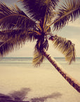 Papier Peint Plage - Palmier Solitaire