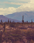 Papier Peint Désert - Cactus et Montagnes Violettes