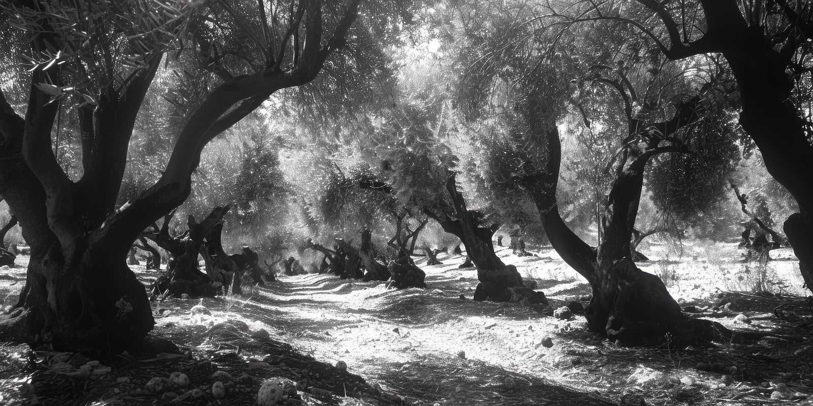 Papier Peint Forêt Noir et Blanc - Nuit en Forêt