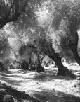 Papier Peint Forêt Noir et Blanc - Nuit en Forêt