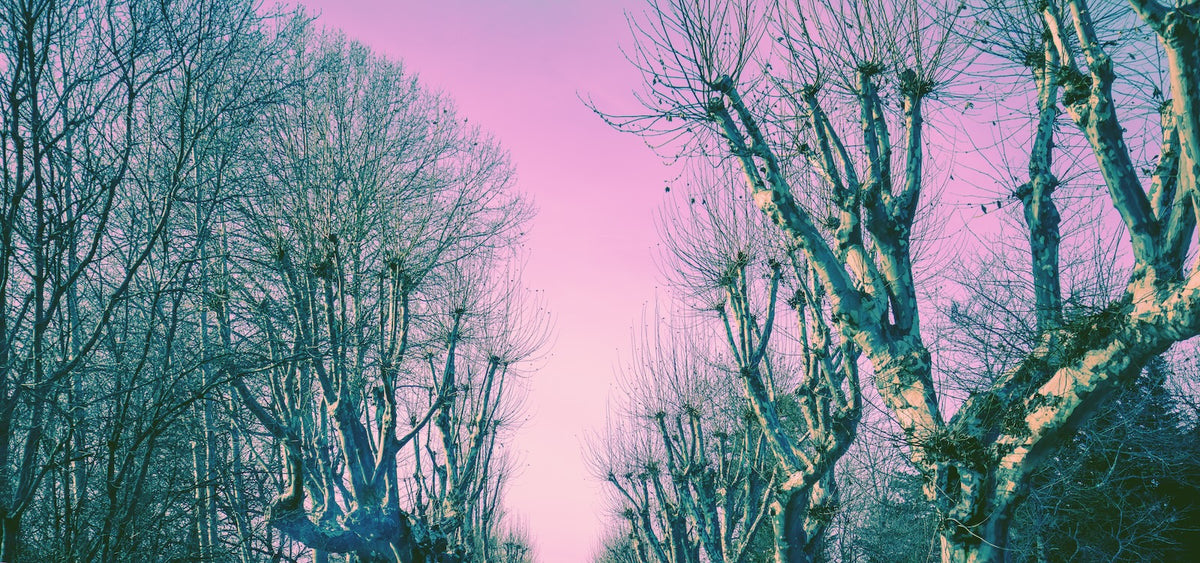 Forest Wallpaper - Dreamy Pink Sky