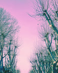 Forest Wallpaper - Dreamy Pink Sky