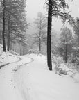 Papier Peint Forêt Noir et Blanc - Forêt Hivernale