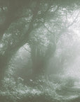 Papier Peint Forêt - Brume Verte Mystique