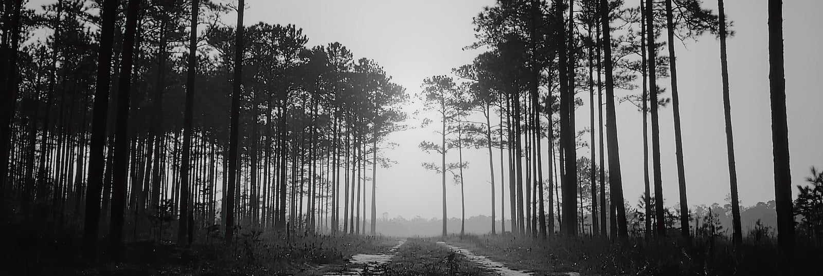 Papier Peint Forêt Noir et Blanc - Sentier Brumeux