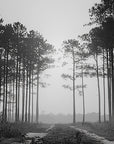 Papier Peint Forêt Noir et Blanc - Sentier Brumeux