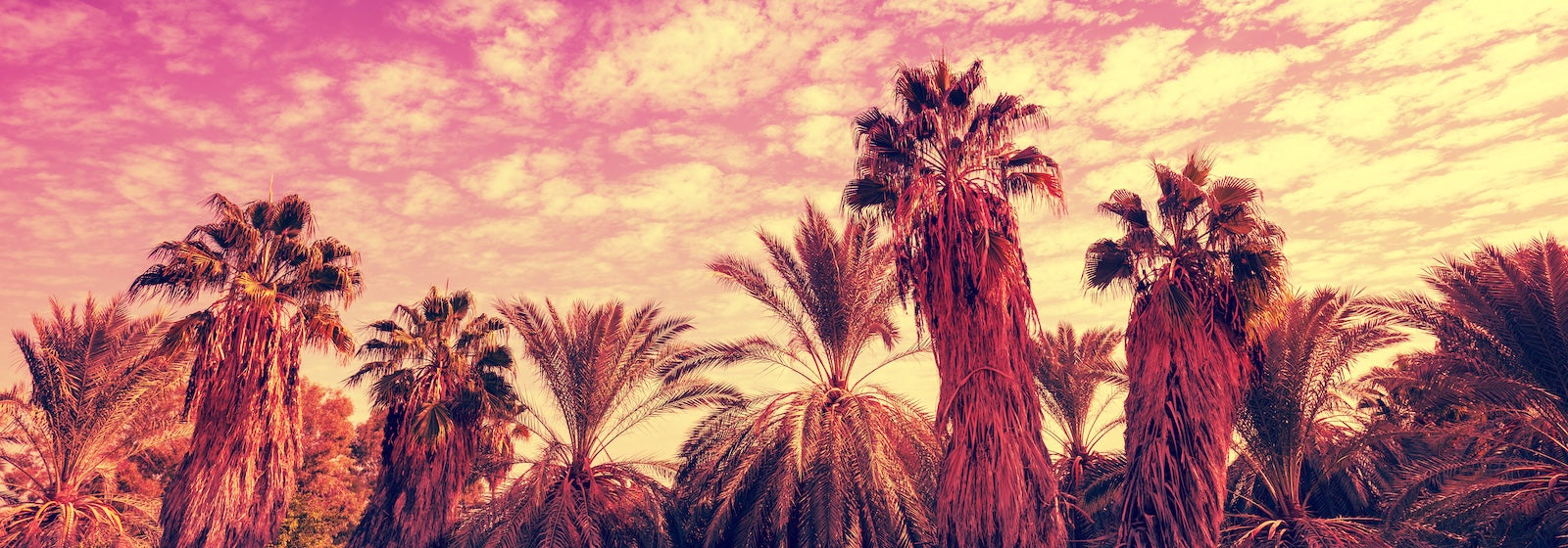 Papier Peint Tropical - Palmiers au Coucher de Soleil Rose
