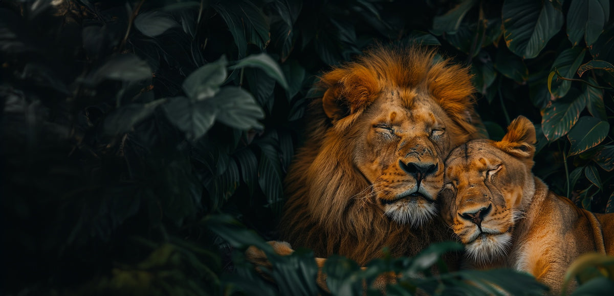 Animal Wallpaper - Lion Couple in the Jungle