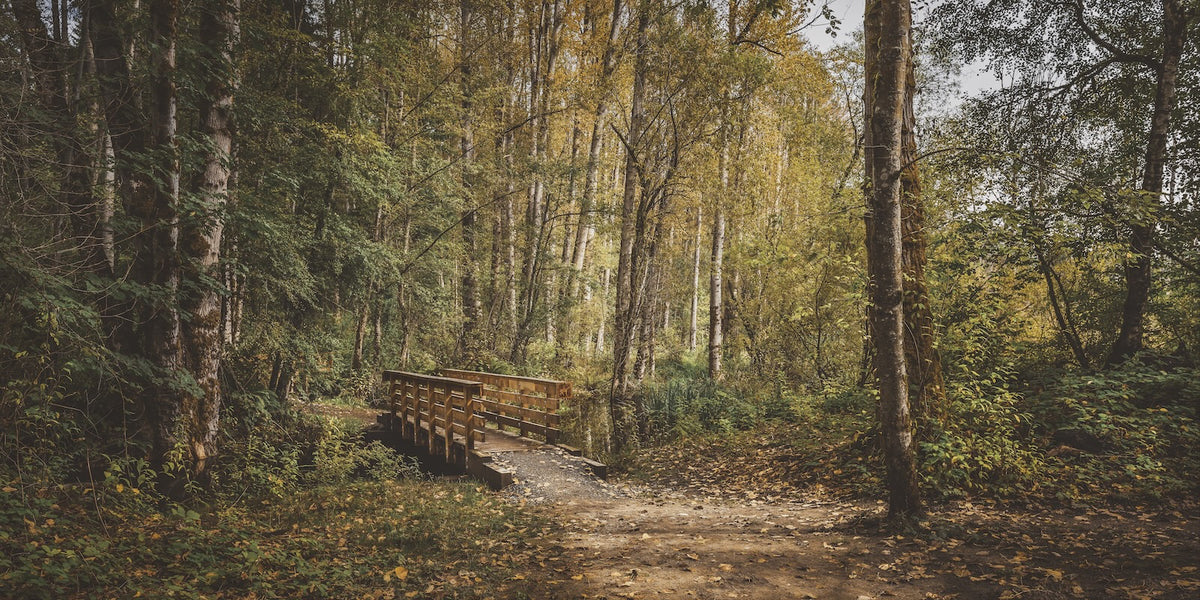 Forest Wallpaper - Autumn Path