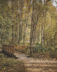 Forest Wallpaper - Autumn Path