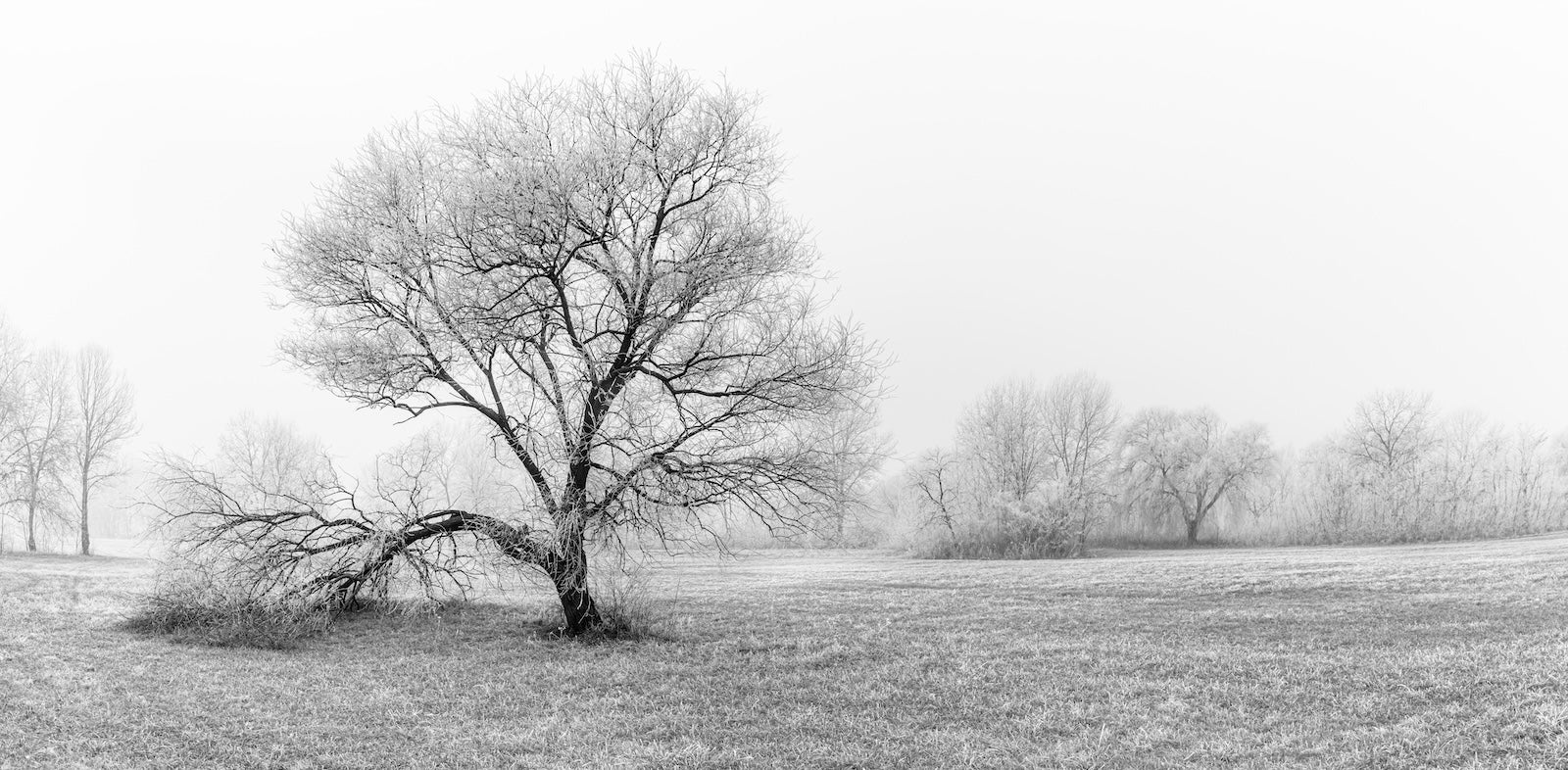 Papier Peint Noir et Blanc - Arbres d'Hiver Brumeux