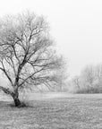 Papier Peint Noir et Blanc - Arbres d'Hiver Brumeux