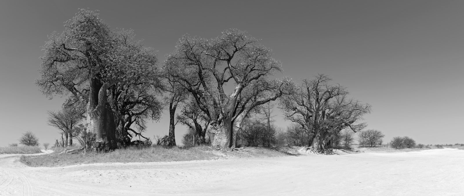 Papier Peint Noir et Blanc - Baobabs de Savane