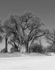 Papier Peint Noir et Blanc - Baobabs de Savane