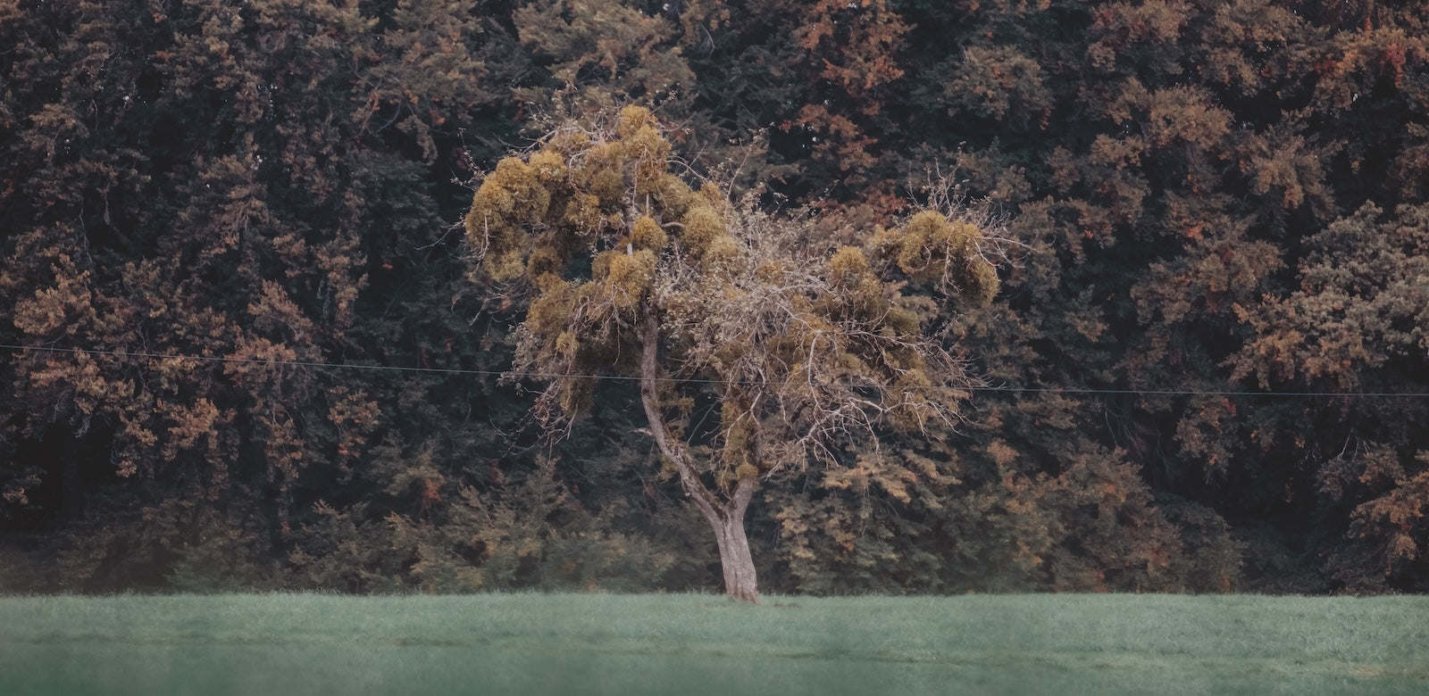 Papier Peint Forêt - Arbre Solitaire dans Bois Sombre