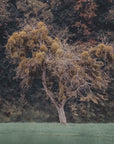 Papier Peint Forêt - Arbre Solitaire dans Bois Sombre