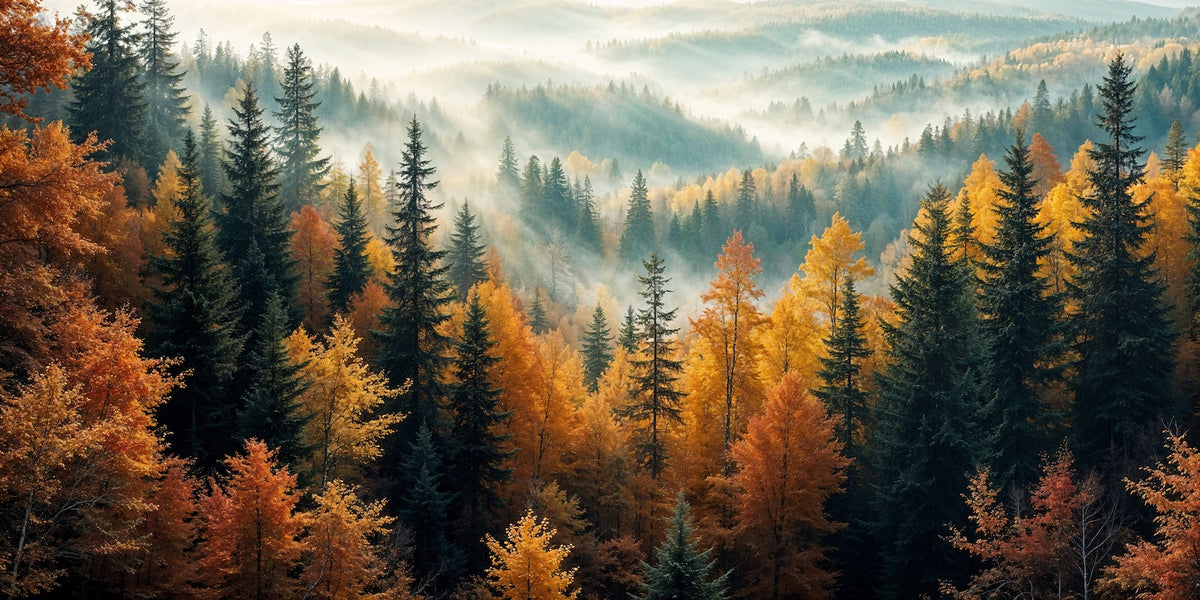 Papier Peint Forêt - Sapins et Feuillus Multicolores Brumeux