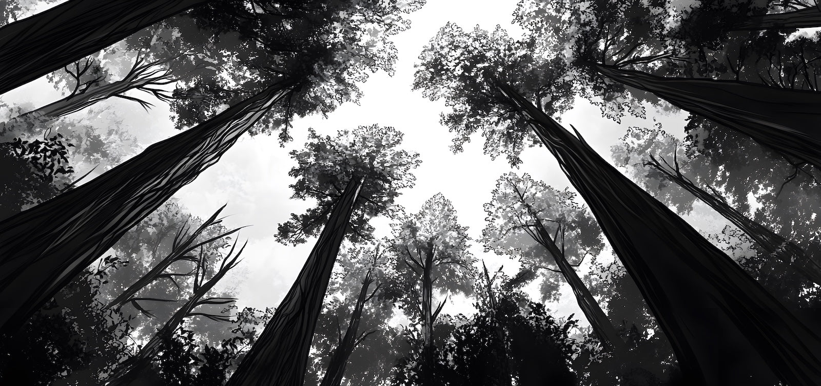 Papier Peint Forêt Noir et Blanc - Vue Vers la Canopée