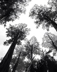 Papier Peint Forêt Noir et Blanc - Vue Vers la Canopée