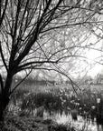 Papier Peint Noir et Blanc - Branches Fleuries en Contrejour