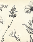 Papier Peint Floral - Botanique Gravée Vintage