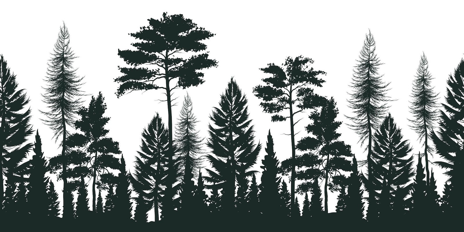 Papier Peint Forêt Noir et Blanc - Silhouettes de Sapins