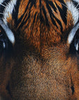 Papier Peint Animaux - Regard Perçant du Tigre