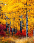 Papier Peint Forêt - Automne Coloré
