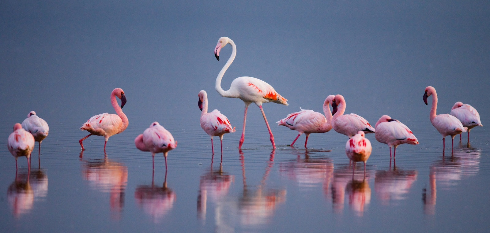 Papier Peint Animaux - Groupe de Flamants Roses