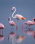 Papier Peint Animaux - Groupe de Flamants Roses
