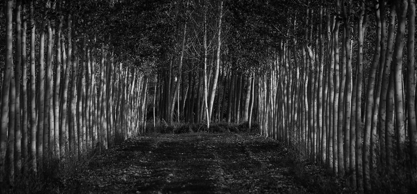 Papier Peint Forêt - Nuit Sombre