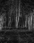 Papier Peint Forêt - Nuit Sombre