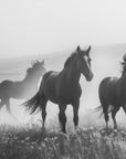 Papier Peint Animaux - Troupeau de Chevaux Sauvages Noir et Blanc