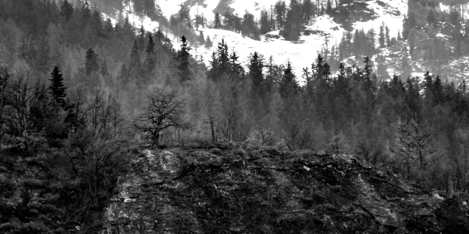 Papier Peint Forêt Noir et Blanc - Forêt Hivernale Brumeuse