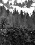 Papier Peint Forêt Noir et Blanc - Forêt Hivernale Brumeuse