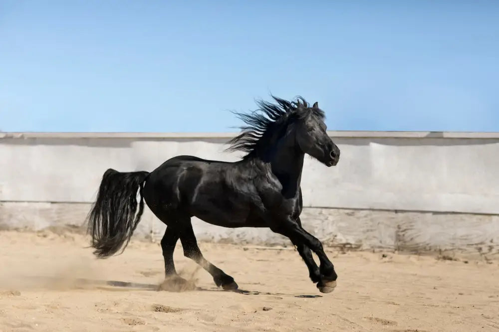 Papier Peint Animaux - Cheval Noir Majestueux