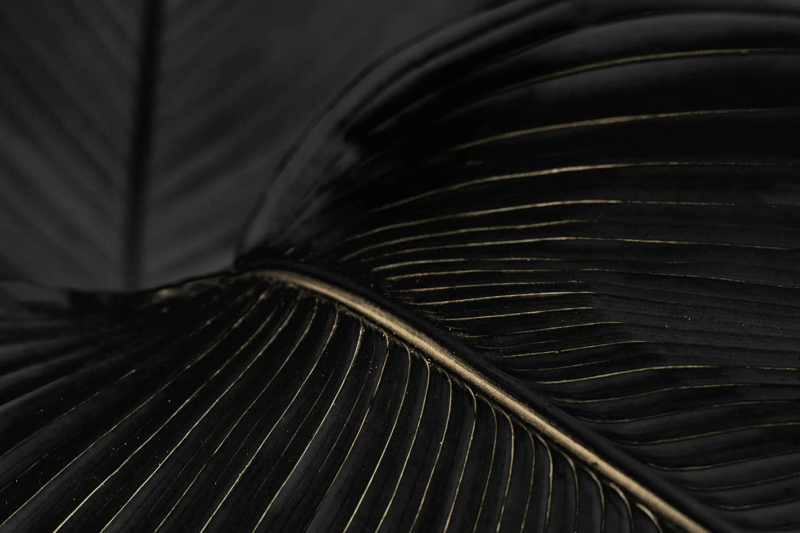 Foliage Wallpaper - Black and Gold Sparkle