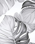 Papier Peint Feuillage - Monstera Élégant