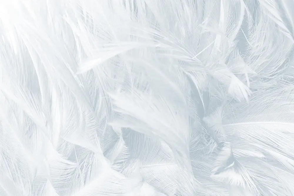 Papier Peint Design - Plumes Blanches