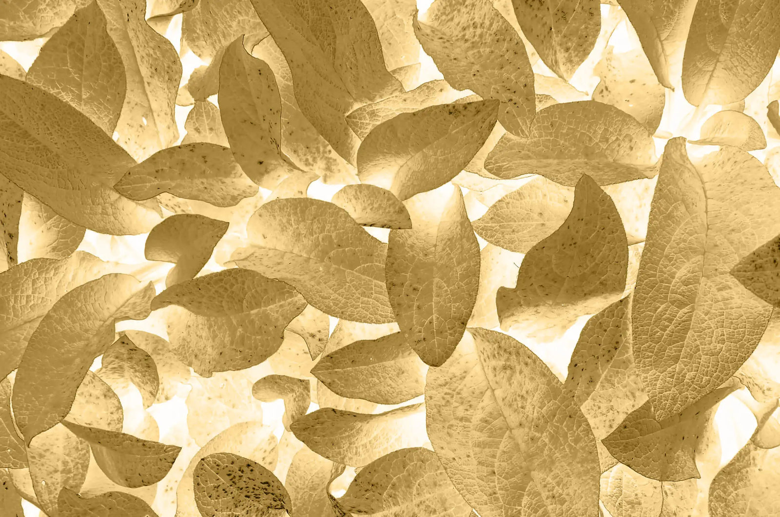 Foliage Wallpaper - Black and Gold Leaves